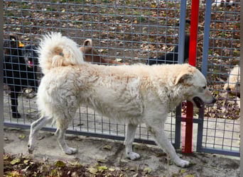 Freundliche Bodor sucht ihre Menschen