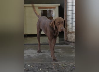 Sanfter Wotan sucht seine Menschen