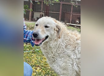 Freundliche Bodor sucht ihre Menschen