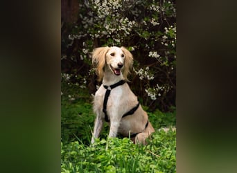 Hübscher Richard sucht aktive Zuhause