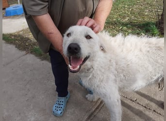 Wunderschöner Regò sucht seine Menschen