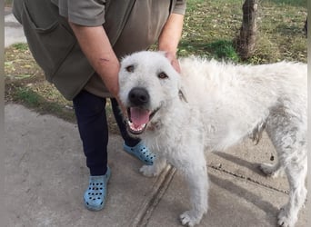 Wunderschöner Regò sucht seine Menschen