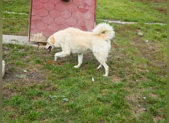 Freundliche Bodor sucht ihre Menschen