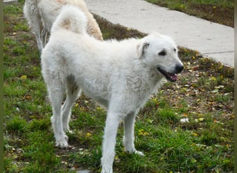 Wunderschöner Regò sucht seine Menschen