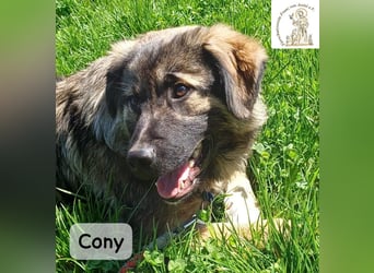 Cony – klug, klar, charakterstark!