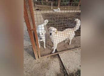 Freundliche Bodor sucht ihre Menschen