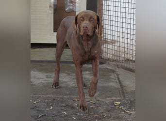 Sanfter Wotan sucht seine Menschen