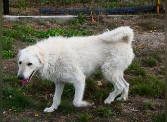 Wunderschöner Regò sucht seine Menschen