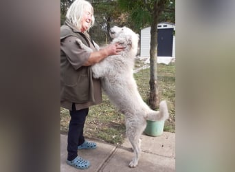 Wunderschöner Regò sucht seine Menschen