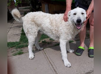 Wunderschöner Regò sucht seine Menschen