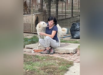 Freundliche Bodor sucht ihre Menschen