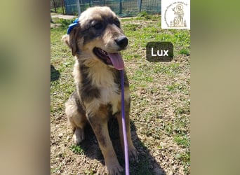 Lux – der kleine Abenteurer auf vier Pfoten!