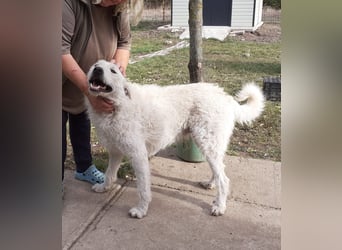 Wunderschöner Regò sucht seine Menschen