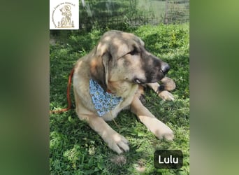 Lulu – kleiner Entdecker auf der Suche nach seinem Team!