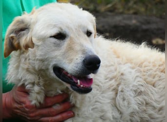 Freundliche Bodor sucht ihre Menschen