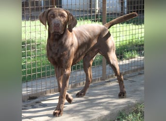 Sanfter Wotan sucht seine Menschen