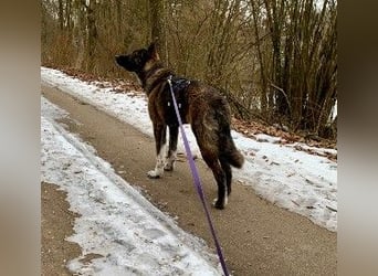 CARLO - treuer Begleiter sucht einfühlsames Zuhause