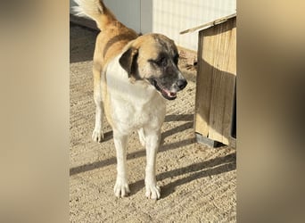 Anton – Treuer Gefährte mit großem Herz sucht sein Für-Immer-Zuhause