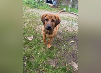 Fips sucht sein Für-Immer-Zuhause