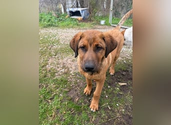 Fips sucht sein Für-Immer-Zuhause