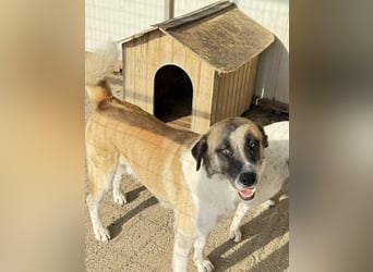 Anton – Treuer Gefährte mit großem Herz sucht sein Für-Immer-Zuhause