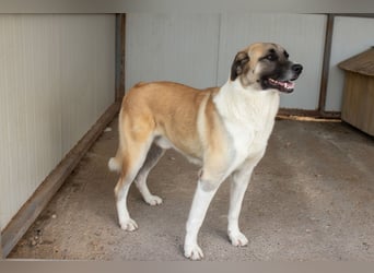 Anton – Treuer Gefährte mit großem Herz sucht sein Für-Immer-Zuhause