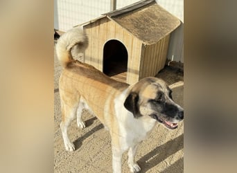 Anton – Treuer Gefährte mit großem Herz sucht sein Für-Immer-Zuhause