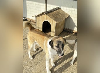 Anton – Treuer Gefährte mit großem Herz sucht sein Für-Immer-Zuhause