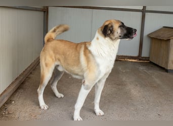 Anton – Treuer Gefährte mit großem Herz sucht sein Für-Immer-Zuhause