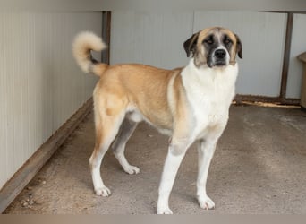 Anton – Treuer Gefährte mit großem Herz sucht sein Für-Immer-Zuhause