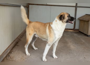 Anton – Treuer Gefährte mit großem Herz sucht sein Für-Immer-Zuhause