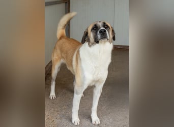 Anton – Treuer Gefährte mit großem Herz sucht sein Für-Immer-Zuhause