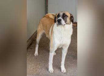 Anton – Treuer Gefährte mit großem Herz sucht sein Für-Immer-Zuhause