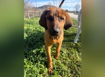 Fips sucht sein Für-Immer-Zuhause