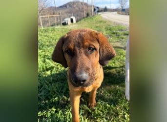 Fips sucht sein Für-Immer-Zuhause