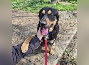 Sonic -  Gute Laune auf vier Pfoten sucht Zuhause