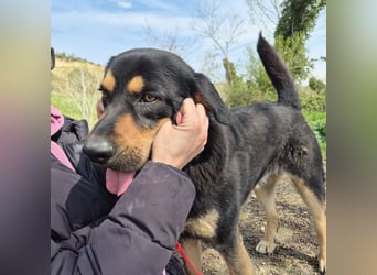Sonic -  Gute Laune auf vier Pfoten sucht Zuhause
