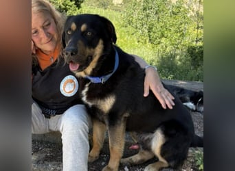 Sonic -  Gute Laune auf vier Pfoten sucht Zuhause