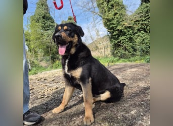 Sonic -  Gute Laune auf vier Pfoten sucht Zuhause