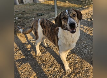 Timo, geb. ca. 12/2023, lebt in GRIECHENLAND, im städt. Tierheim Serres