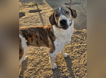 Timo, geb. ca. 12/2023, lebt in GRIECHENLAND, im städt. Tierheim Serres