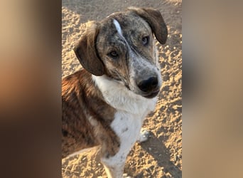 Timo, geb. ca. 12/2023, lebt in GRIECHENLAND, im städt. Tierheim Serres