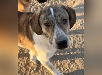 Timo, geb. ca. 12/2023, lebt in GRIECHENLAND, im städt. Tierheim Serres