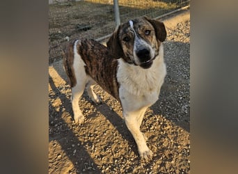 Timo, geb. ca. 12/2023, lebt in GRIECHENLAND, im städt. Tierheim Serres