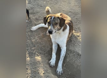 Timo, geb. ca. 12/2023, lebt in GRIECHENLAND, im städt. Tierheim Serres