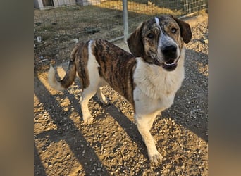 Timo, geb. ca. 12/2023, lebt in GRIECHENLAND, im städt. Tierheim Serres