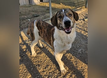 Timo, geb. ca. 12/2023, lebt in GRIECHENLAND, im städt. Tierheim Serres