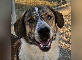 Timo, geb. ca. 12/2023, lebt in GRIECHENLAND, im städt. Tierheim Serres