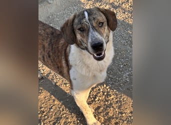 Timo, geb. ca. 12/2023, lebt in GRIECHENLAND, im städt. Tierheim Serres