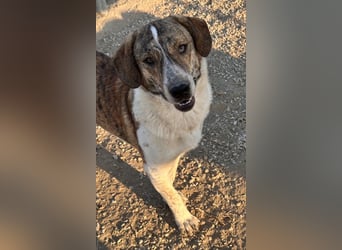 Timo, geb. ca. 12/2023, lebt in GRIECHENLAND, im städt. Tierheim Serres